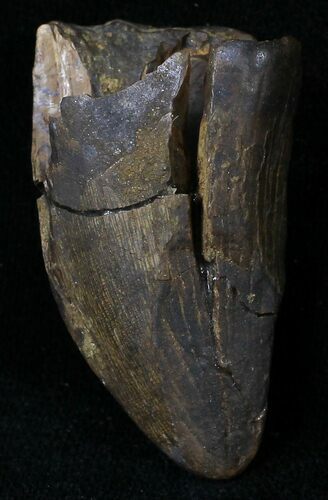 Partial Tyrannosaur Tooth - Montana #21395